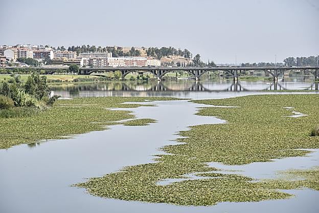 Vista del río Guadiana lleno de camalote desde el Puente Real. :: j. v. arnelas