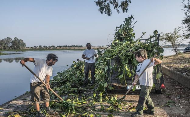 Tres trabajadores retiran camalote de las orillas. :: pakopí