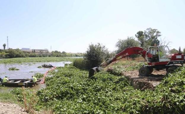 Una «marea verde» reclamará la erradicación del camalote el 15 de septiembre en Badajoz