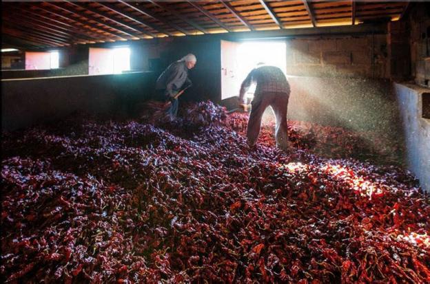 Plasencia será escenario del primer festival del pimentón verato