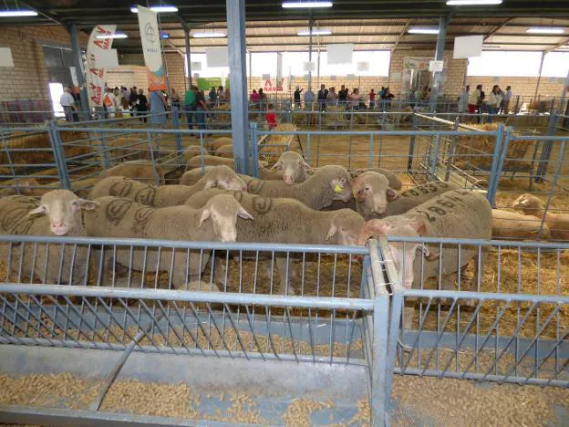 Uno de los lotes de ganado subastado la semana pasada en Castuera . :: F. V.