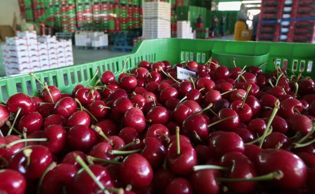 Nace un grupo operativo para reducir las fisiopatías en las cerezas