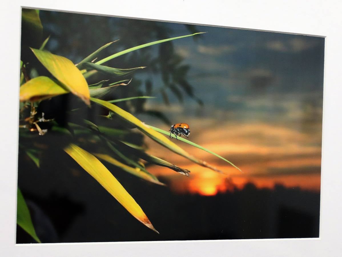 Exposición de los «Premios JABA 2018» organizados por el Ayuntamiento de Badajoz y que estarán expuestos en el Centro Cultural «Santo Domingo» de la Fundación CB en Mérida. Se puede visitar 12 de septiembre al 7 de octubre en horario de lunes a sábado, de 10 a 13.30h., y de 18 a 21h. Domingos, de 10 a 13.30h.