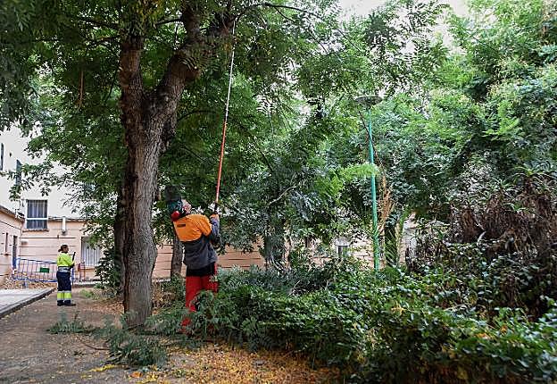 Operarios podando árboles en la calle Regino de Miguel. :: c. moreno