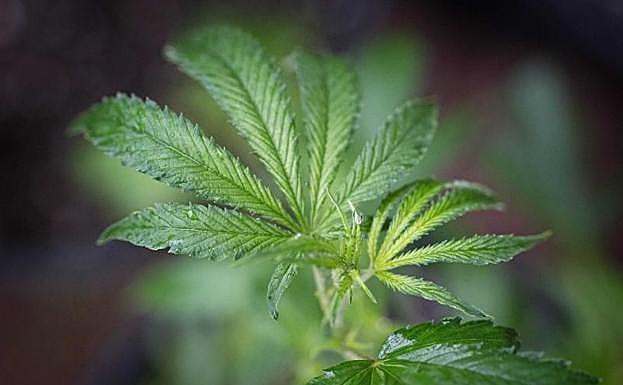 Una planta de marihuana.