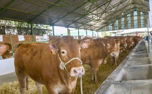 El ministro inaugura hoy la Feria Ganadera de Zafra