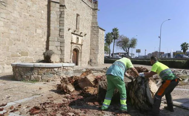 Operarios talan una palmera en La Antigua en Mérida