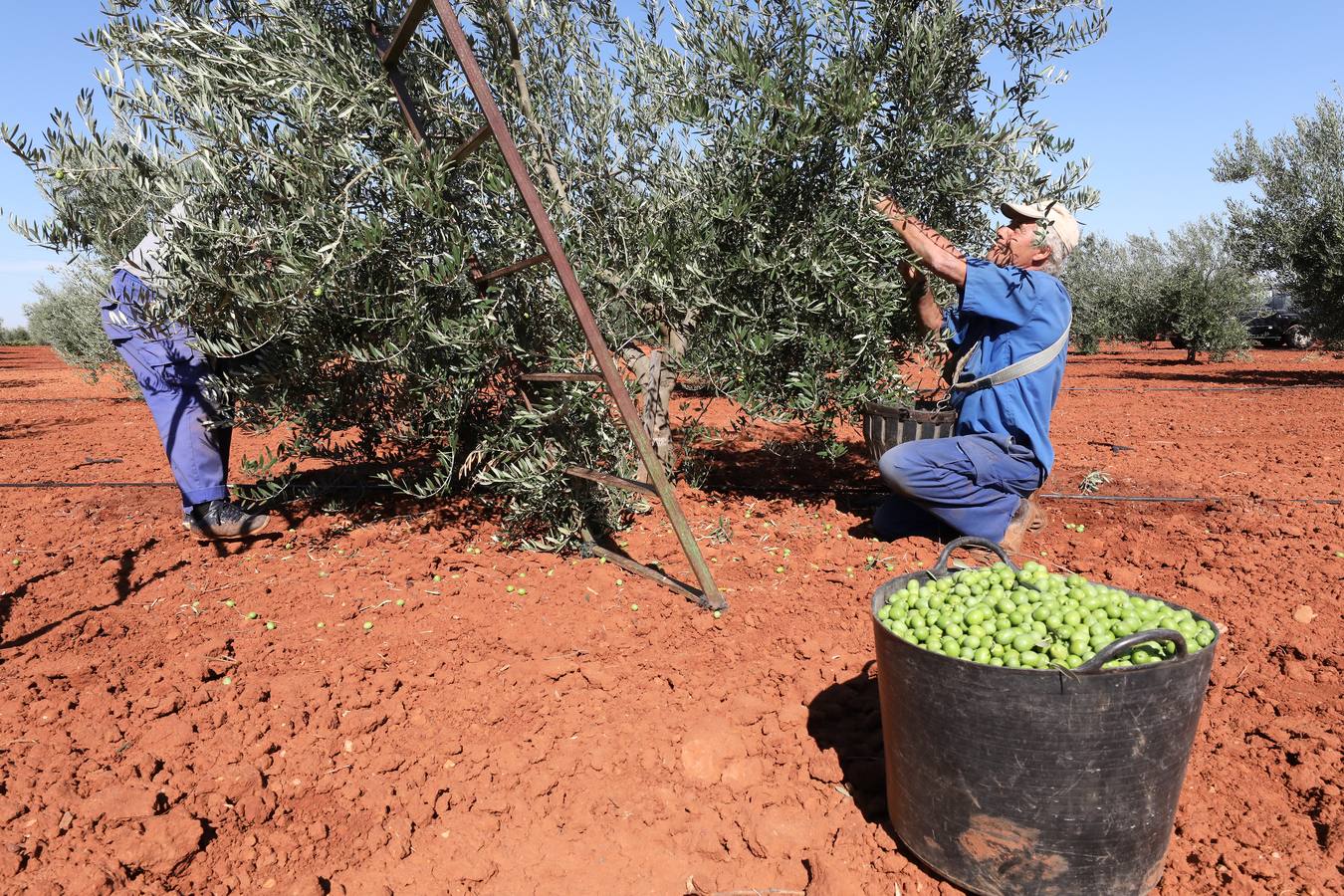 Extremadura inicia la campaña de la aceituna de mesa con la previsión de llegar a las 80.000 toneladas