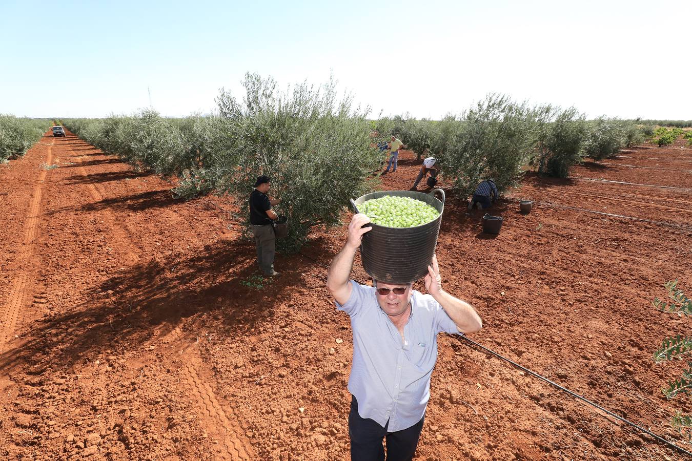 Extremadura inicia la campaña de la aceituna de mesa con la previsión de llegar a las 80.000 toneladas