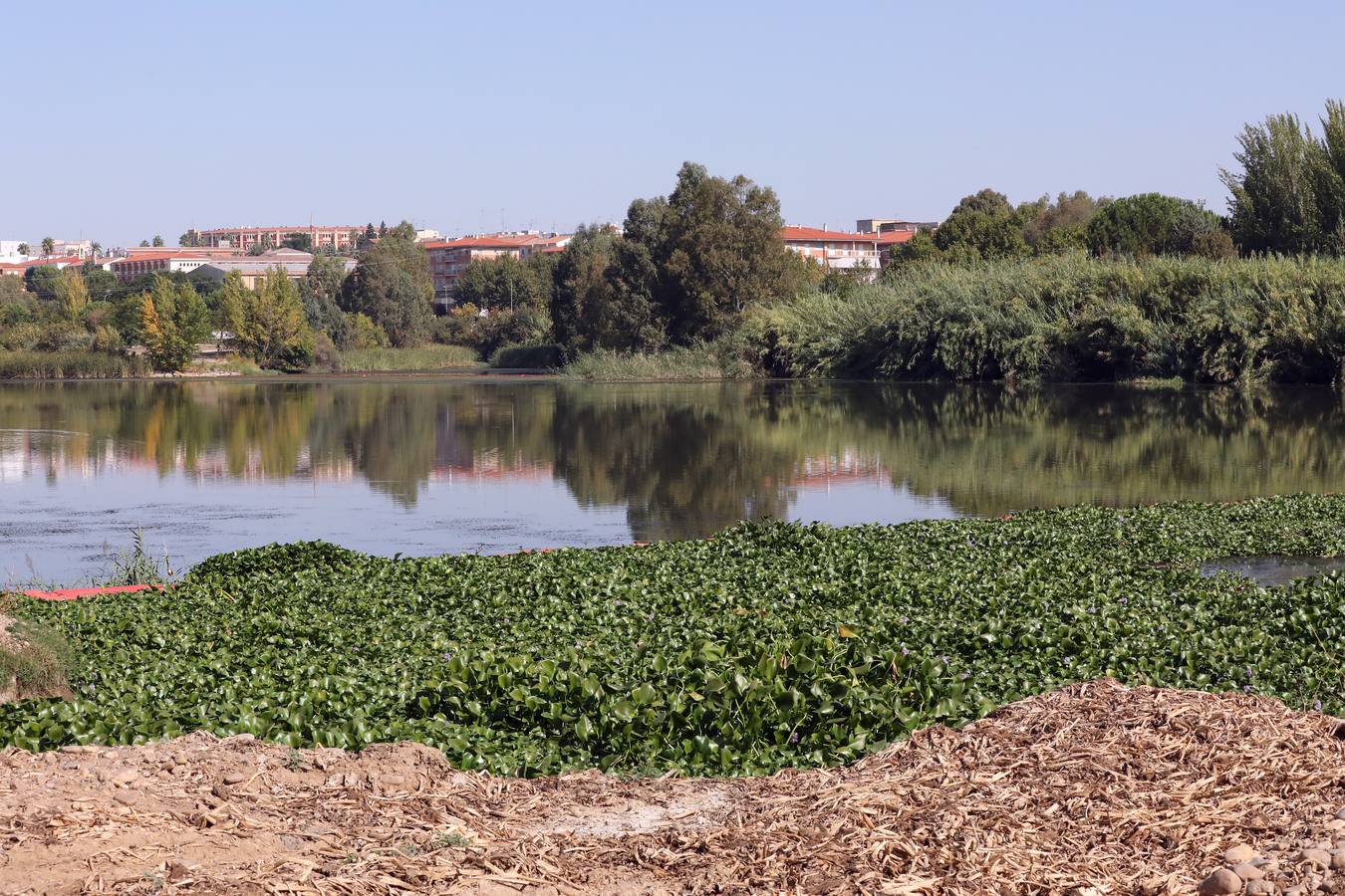 Con el proyecto Aceca diseñan actuaciones de prevención, control y retirada, además de desarrollar trabajos de investigación