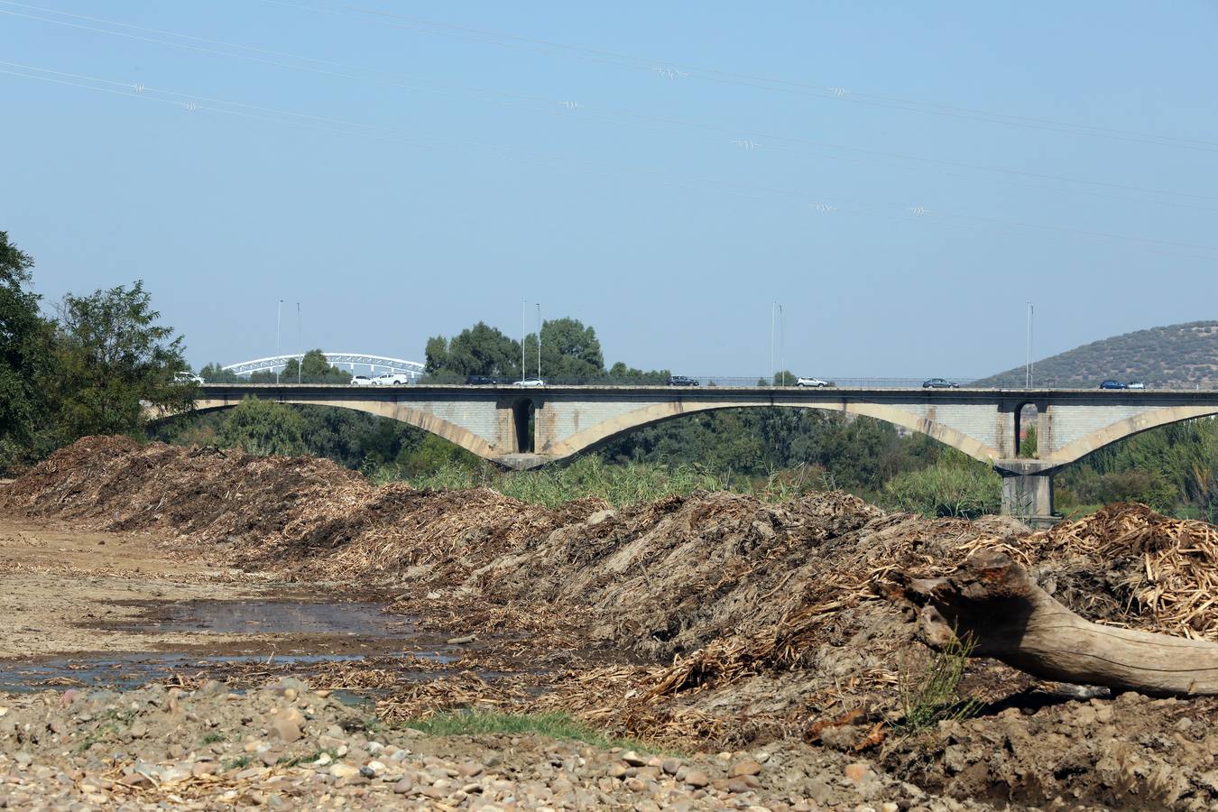 Con el proyecto Aceca diseñan actuaciones de prevención, control y retirada, además de desarrollar trabajos de investigación