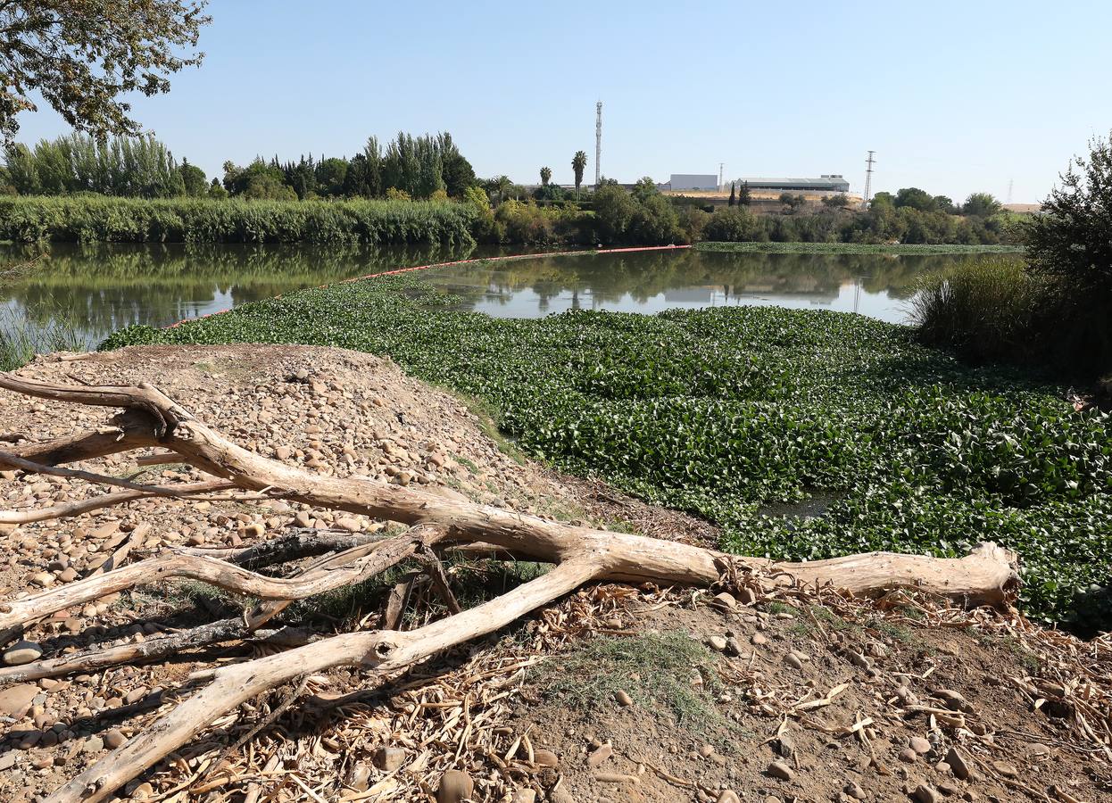 Con el proyecto Aceca diseñan actuaciones de prevención, control y retirada, además de desarrollar trabajos de investigación