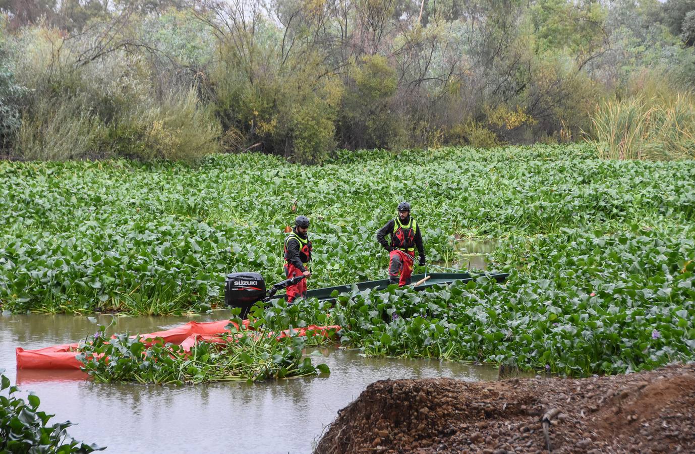 Los militares de la Unidad Militar de Emergencias (UME) ya están en Badajoz para llevar a cabo la retirada de las plantas del camalote en el río Guadiana. Las labores de extracción comenzarán por el cauce del río a su paso por la capital pacense aunque se extenderán a lo largo de 176 kilómetros de recorrido.