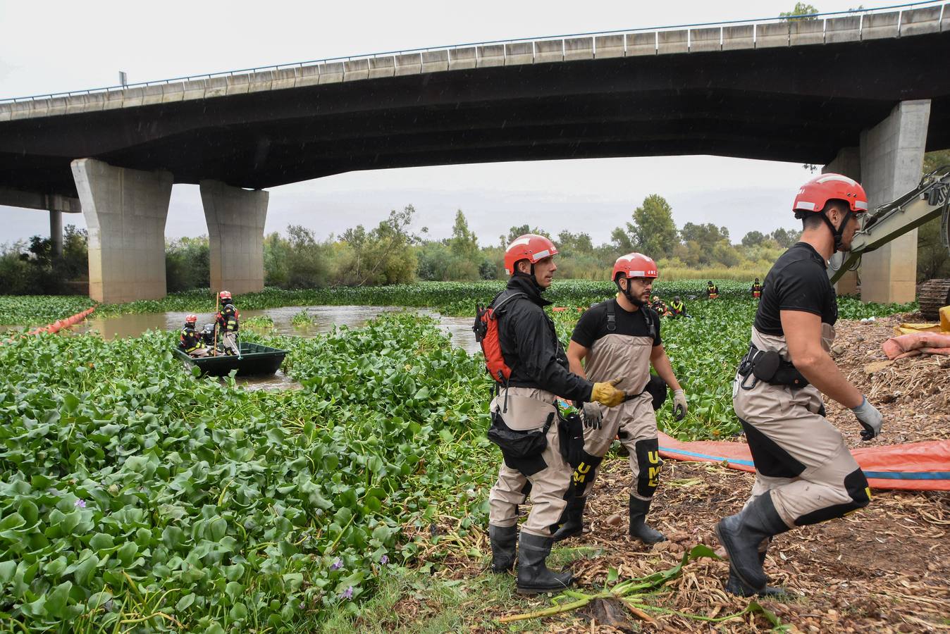 Los militares de la Unidad Militar de Emergencias (UME) ya están en Badajoz para llevar a cabo la retirada de las plantas del camalote en el río Guadiana. Las labores de extracción comenzarán por el cauce del río a su paso por la capital pacense aunque se extenderán a lo largo de 176 kilómetros de recorrido.