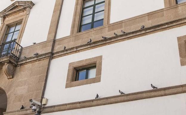 Palomas posadas en la fachada del Ayuntamiento de Cáceres. :: JORGE REY