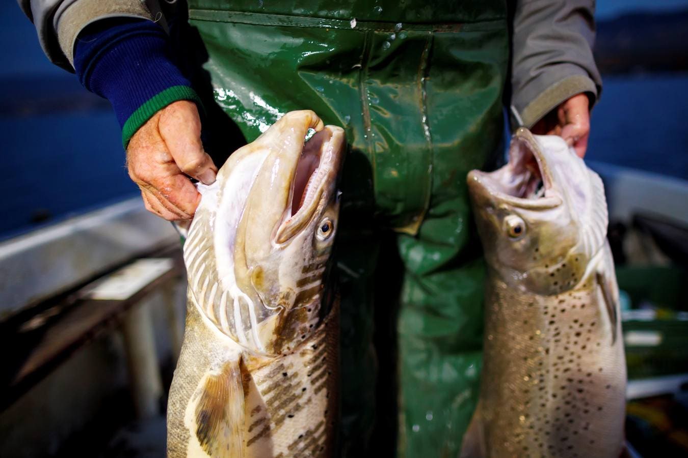 La familia Clerc lleva cinco generaciones dedicándose a la pesca. Trabajan durante todo el año en el lago Lemán y pescan diferentes especies de peces como percas, truchas, lucios, salvelinos o cangrejos.