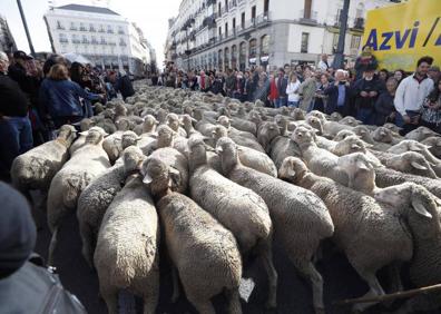 Imagen secundaria 1 - 1.500 ovejas cruzan Madrid en la Fiesta de la Trashumancia