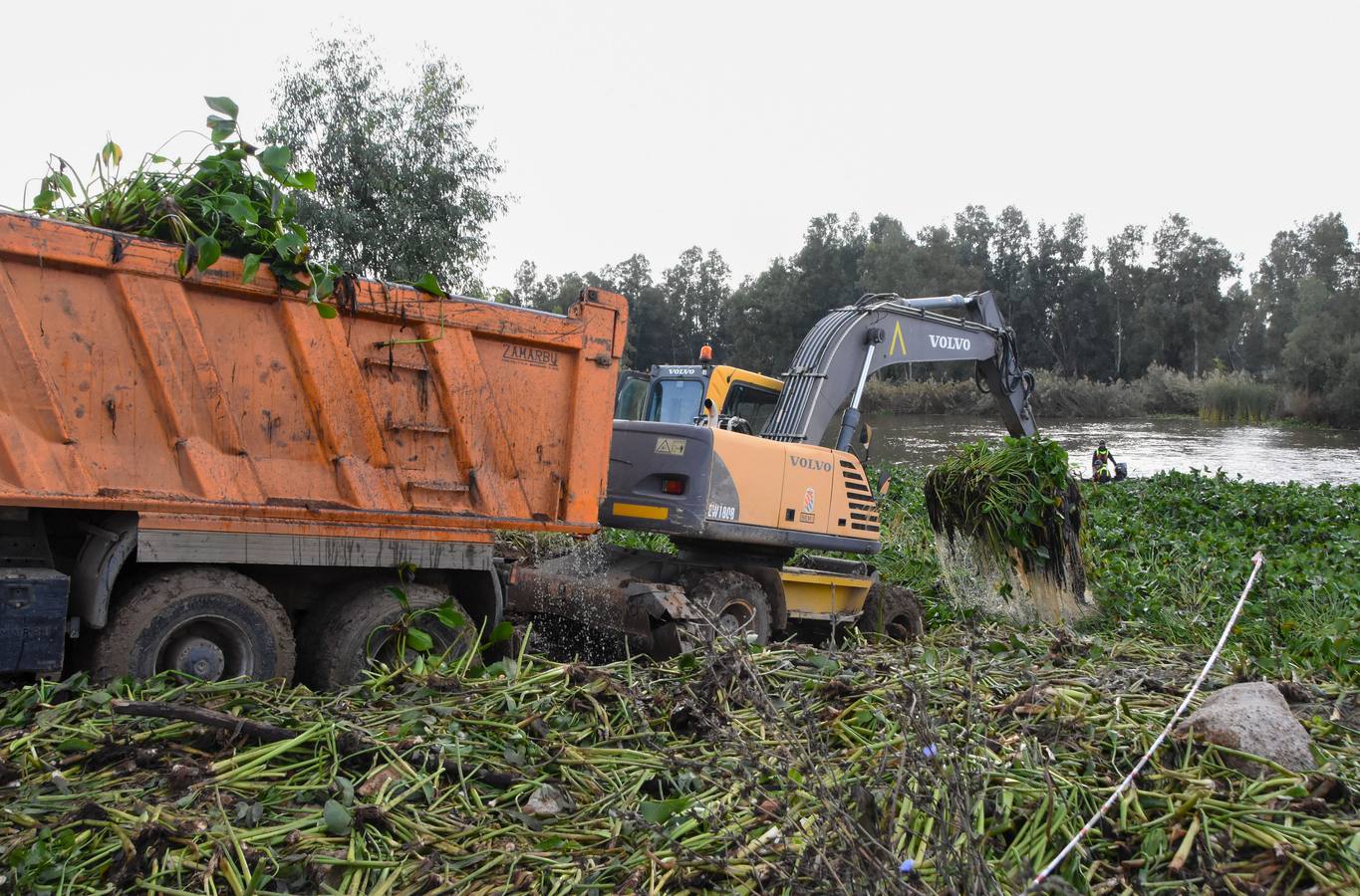 La Unidad Militar de Emergencia continúa con los trabajos de retirada de camalote a la altura de la desembocadura del río Gévora