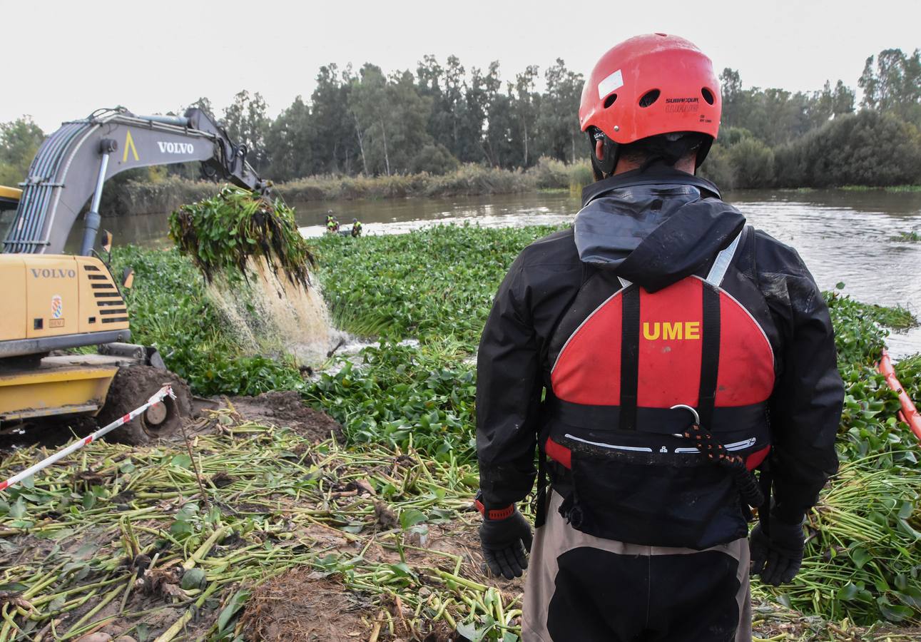 La Unidad Militar de Emergencia continúa con los trabajos de retirada de camalote a la altura de la desembocadura del río Gévora