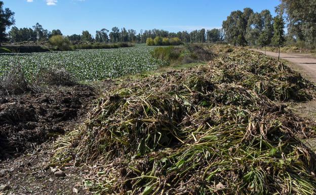 Restos de camalote retirados del río y acumulados junto a la orilla. :: C.MORENO