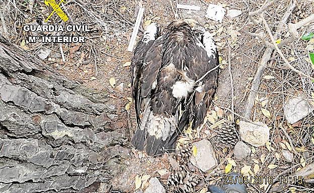 Imagen del águila imperial hallado muerto en 2016 al sur de la provincia de Badajoz. :: HOY
