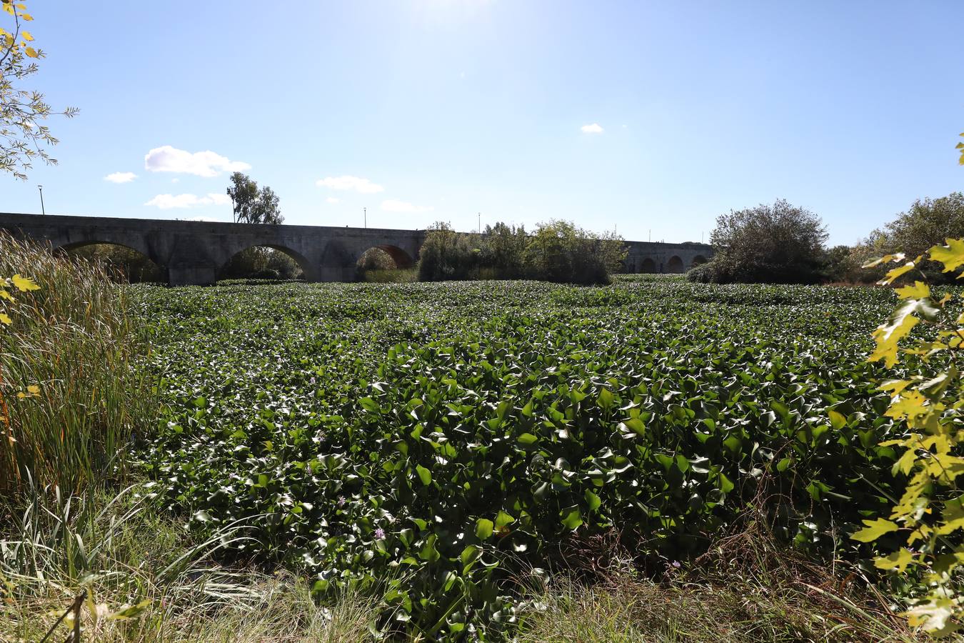El camalote vuelve a cubrir parte del cauce del tramo urbano de Mérida. A lo largo del pasado fin de semana se ha ido extendiendo una gran mancha que va desde el Puente Romano al Puente Lusitania. Esto se ha producido a la rotura de una de las barreras debido al fuerte viento que sopló el sábado en Mérida
