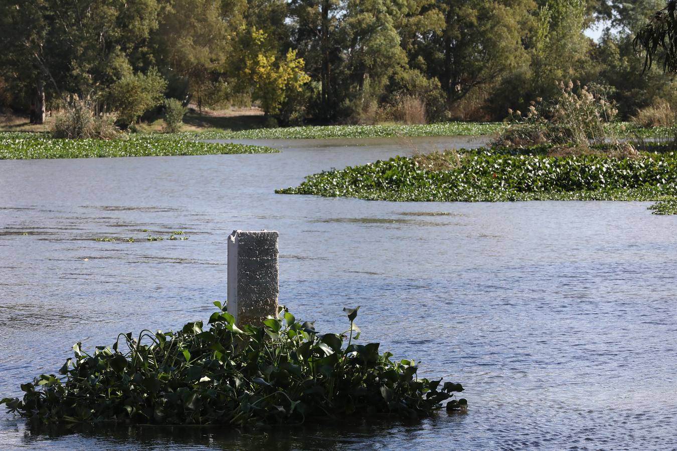 El camalote vuelve a cubrir parte del cauce del tramo urbano de Mérida. A lo largo del pasado fin de semana se ha ido extendiendo una gran mancha que va desde el Puente Romano al Puente Lusitania. Esto se ha producido a la rotura de una de las barreras debido al fuerte viento que sopló el sábado en Mérida