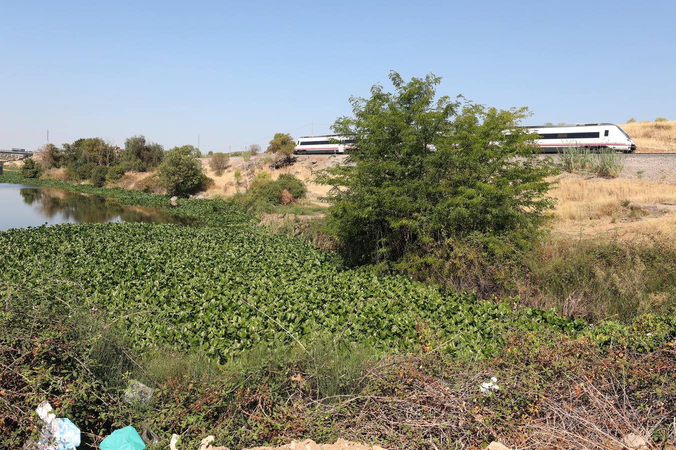 El camalote vuelve a cubrir parte del cauce del tramo urbano de Mérida. A lo largo del pasado fin de semana se ha ido extendiendo una gran mancha que va desde el Puente Romano al Puente Lusitania. Esto se ha producido a la rotura de una de las barreras debido al fuerte viento que sopló el sábado en Mérida