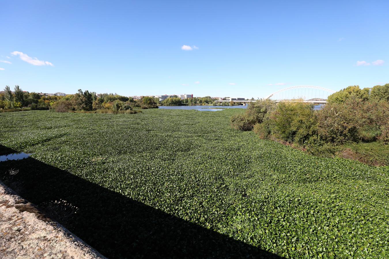 El camalote vuelve a cubrir parte del cauce del tramo urbano de Mérida. A lo largo del pasado fin de semana se ha ido extendiendo una gran mancha que va desde el Puente Romano al Puente Lusitania. Esto se ha producido a la rotura de una de las barreras debido al fuerte viento que sopló el sábado en Mérida