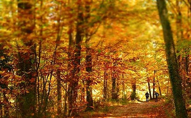 Paisaje otoñal del Valle del Ambroz:. HOY