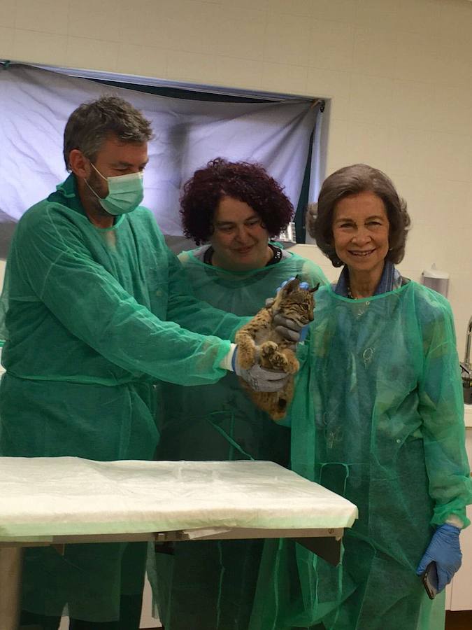 La Reina Sofía visita en 2016 el centro de cría de lince ibérico de Zarza de Granadilla.