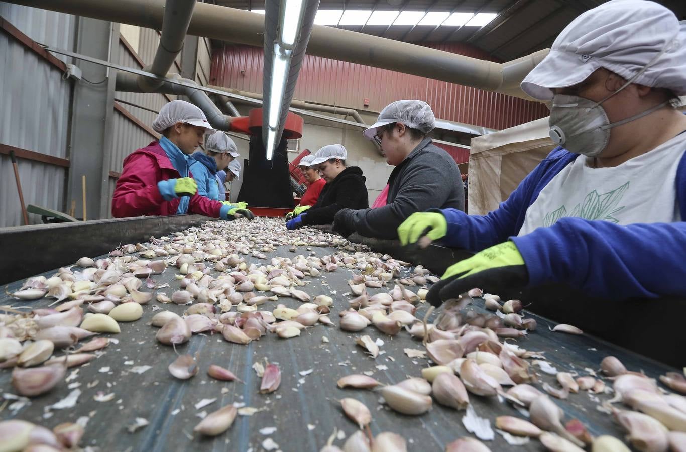 Los ajeros de pueblo tratan de rentabilizar sun plantaciones y buscan parcelas nuevas con agua fuera de la región. 
