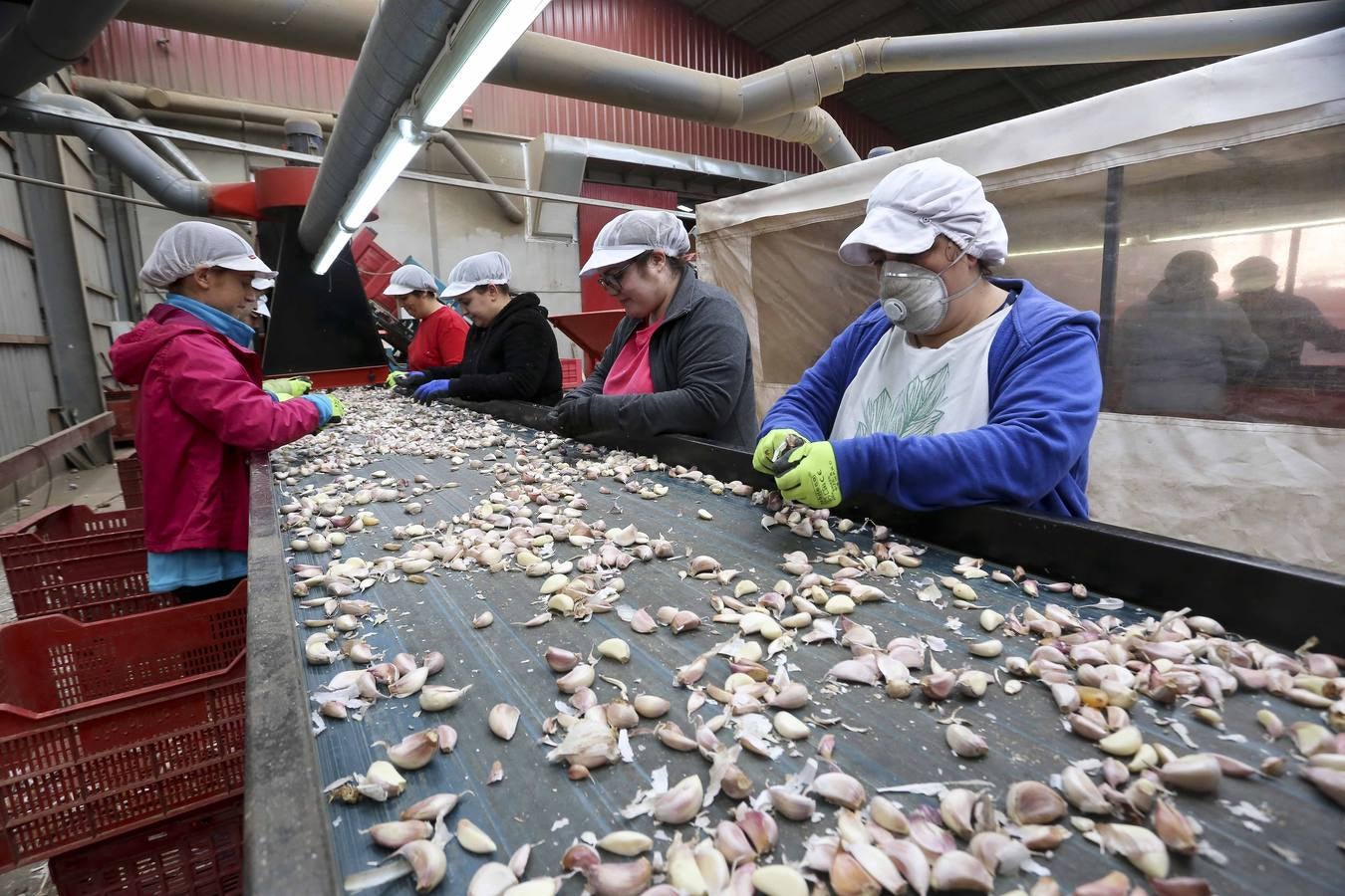 Los ajeros de pueblo tratan de rentabilizar sun plantaciones y buscan parcelas nuevas con agua fuera de la región. 