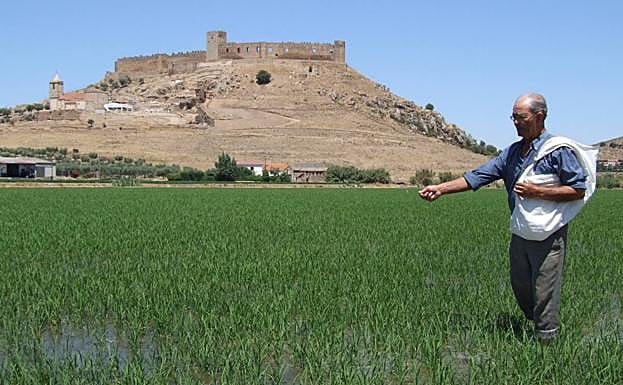 Plantación de arroz en las Vegas Altas del Guadiana.