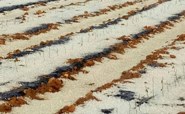 Aspecto de la granizada caída en Guareña en mayo