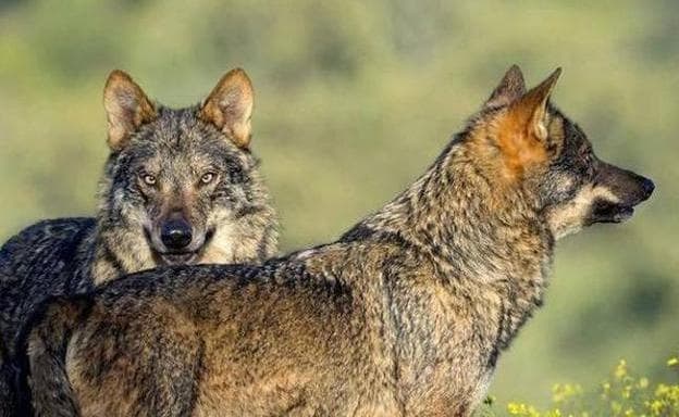 Los ataques de lobo se han multiplicado en las últimas semanas en Ávila. / JUAN ARAGONÉS / EFE