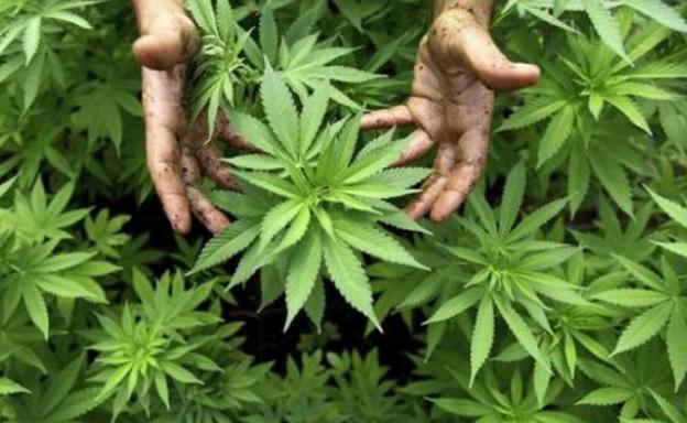 Europa concluye que el uso medicinal del cannabis no tiene efectos secundarios graves