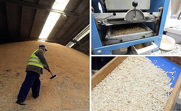 Extremadura, un arrozal para Europa