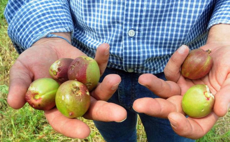 22 de mayo. «Siniestro total». Así calificaron los agricultores los destrozos causados por las granizadas en las Vegas del Guadiana, Tierra de Barros y La Serena. :: 