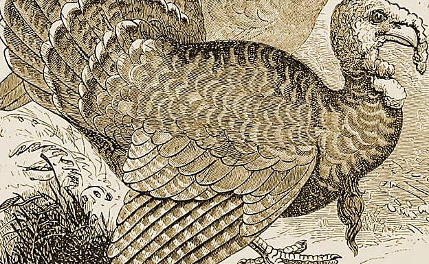Pavo americano, ilustración de 1885. Wikimedia Commons CC-PD