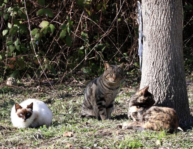 Algunos de los gatos que viven en la Isla. :: brígido