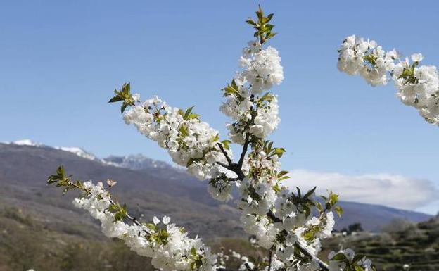 El Valle del Jerte busca nueva imagen para su Fiesta del Cerezo en Flor