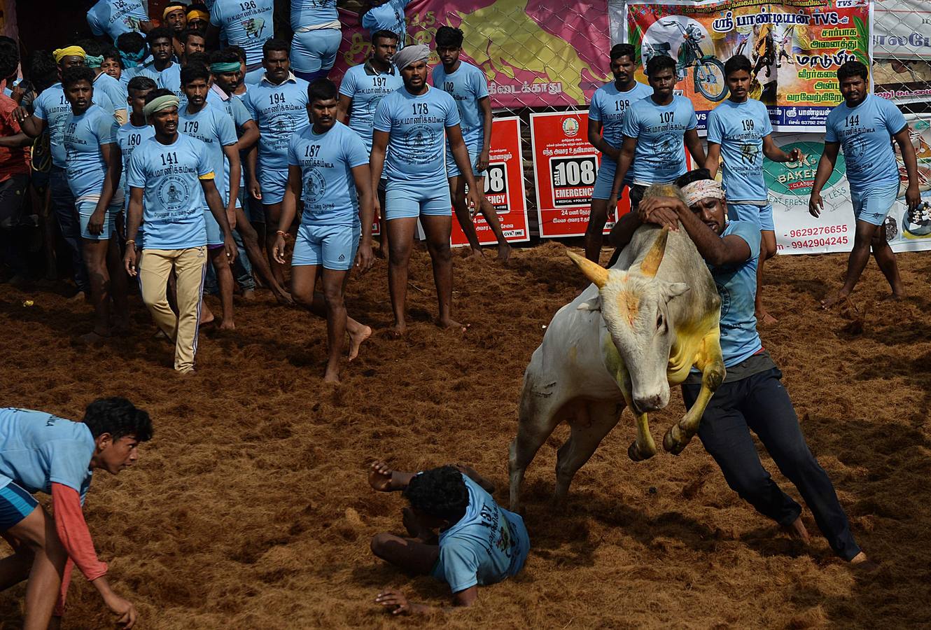 En la aldea de Palamedu en las afueras de Madurai en el estado sureño de Tamil Nadu (India), decenas de jóvenes resultaron heridos el primer día en el festival tradicional 'Jallikattu' de lucha de toros que ha atraído la ira de los activistas de los animales.