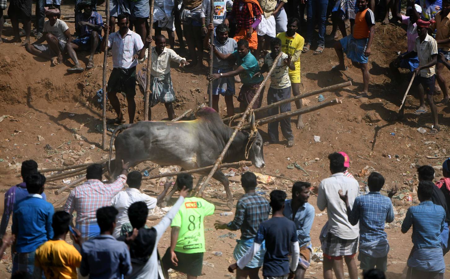 En la aldea de Palamedu en las afueras de Madurai en el estado sureño de Tamil Nadu (India), decenas de jóvenes resultaron heridos el primer día en el festival tradicional 'Jallikattu' de lucha de toros que ha atraído la ira de los activistas de los animales.