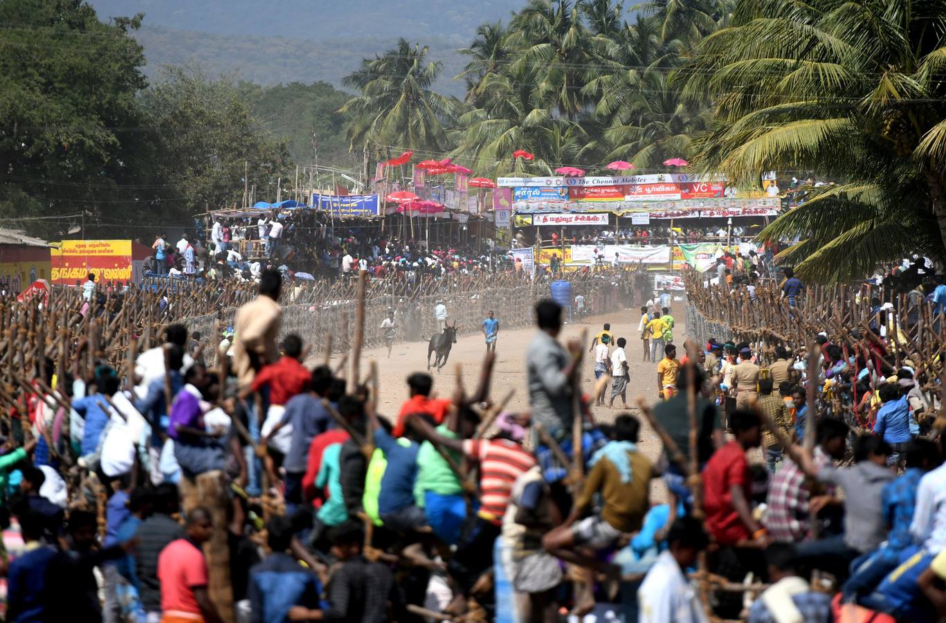 En la aldea de Palamedu en las afueras de Madurai en el estado sureño de Tamil Nadu (India), decenas de jóvenes resultaron heridos el primer día en el festival tradicional 'Jallikattu' de lucha de toros que ha atraído la ira de los activistas de los animales.