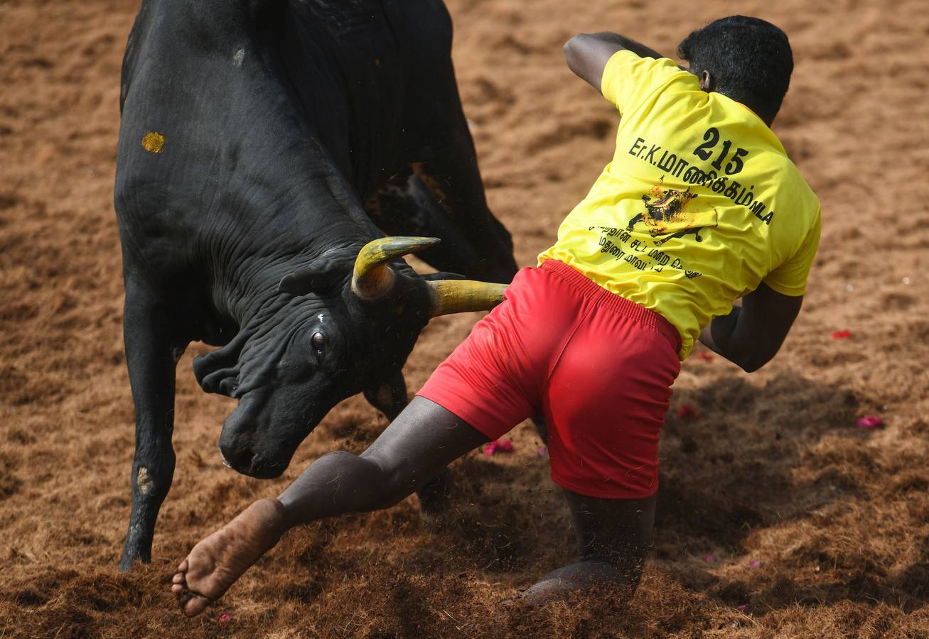 En la aldea de Palamedu en las afueras de Madurai en el estado sureño de Tamil Nadu (India), decenas de jóvenes resultaron heridos el primer día en el festival tradicional 'Jallikattu' de lucha de toros que ha atraído la ira de los activistas de los animales.