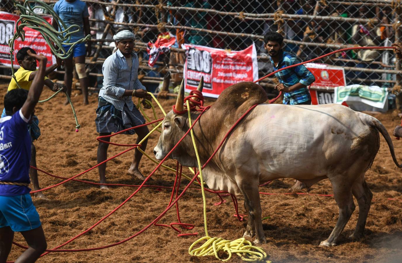 En la aldea de Palamedu en las afueras de Madurai en el estado sureño de Tamil Nadu (India), decenas de jóvenes resultaron heridos el primer día en el festival tradicional 'Jallikattu' de lucha de toros que ha atraído la ira de los activistas de los animales.