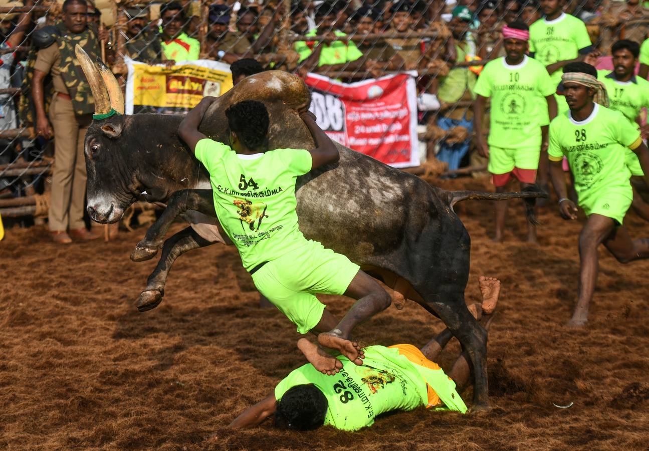 En la aldea de Palamedu en las afueras de Madurai en el estado sureño de Tamil Nadu (India), decenas de jóvenes resultaron heridos el primer día en el festival tradicional 'Jallikattu' de lucha de toros que ha atraído la ira de los activistas de los animales.