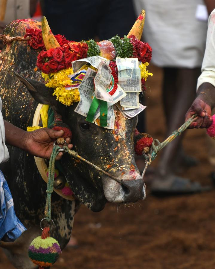 En la aldea de Palamedu en las afueras de Madurai en el estado sureño de Tamil Nadu (India), decenas de jóvenes resultaron heridos el primer día en el festival tradicional 'Jallikattu' de lucha de toros que ha atraído la ira de los activistas de los animales.