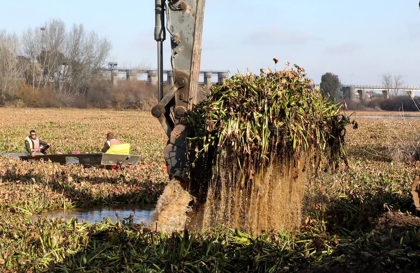 El vaciado de la presa de Montijo facilita la retirada de 2 millones de kilos de camalote al día